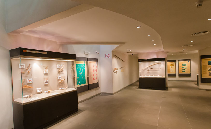 Lebanese Prehistory Museum