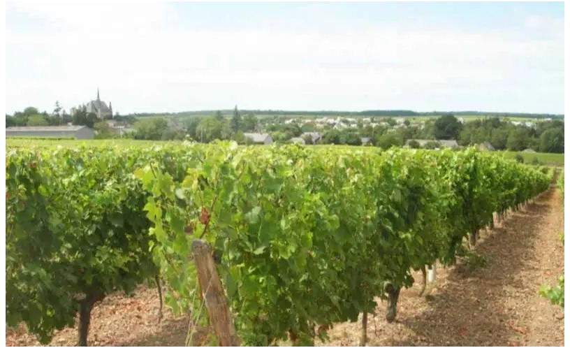 Balade commentée dans le vignoble “La Vigne de Château”