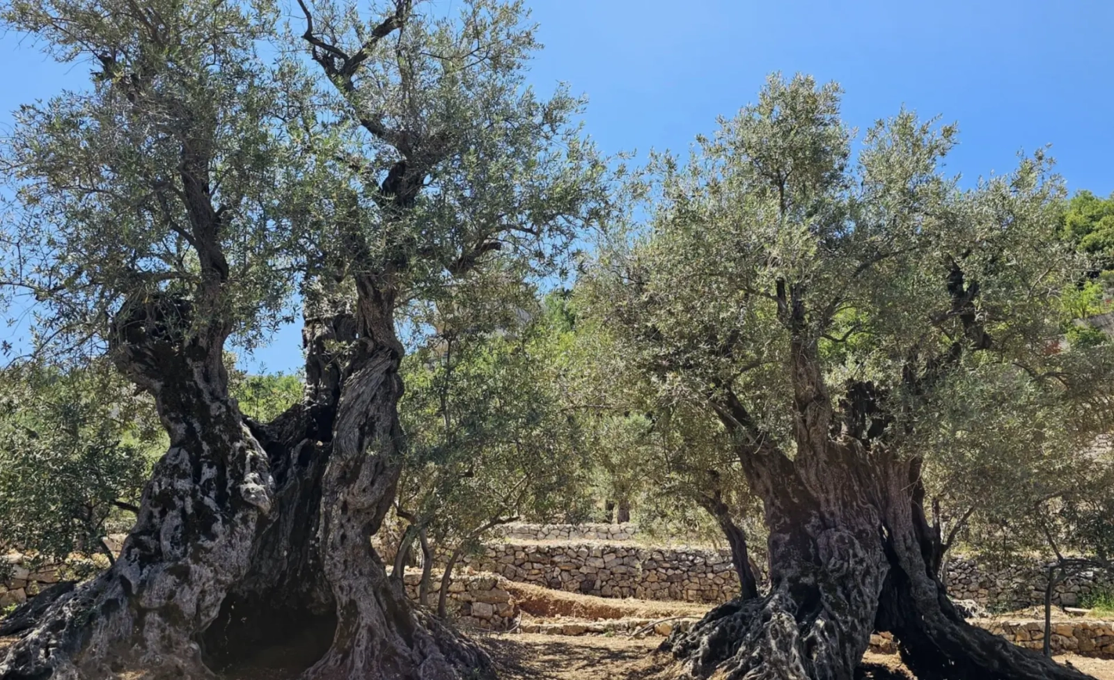 The Millennial Olive Trees Tour