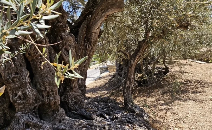 Olive Cultural Heritage Tour