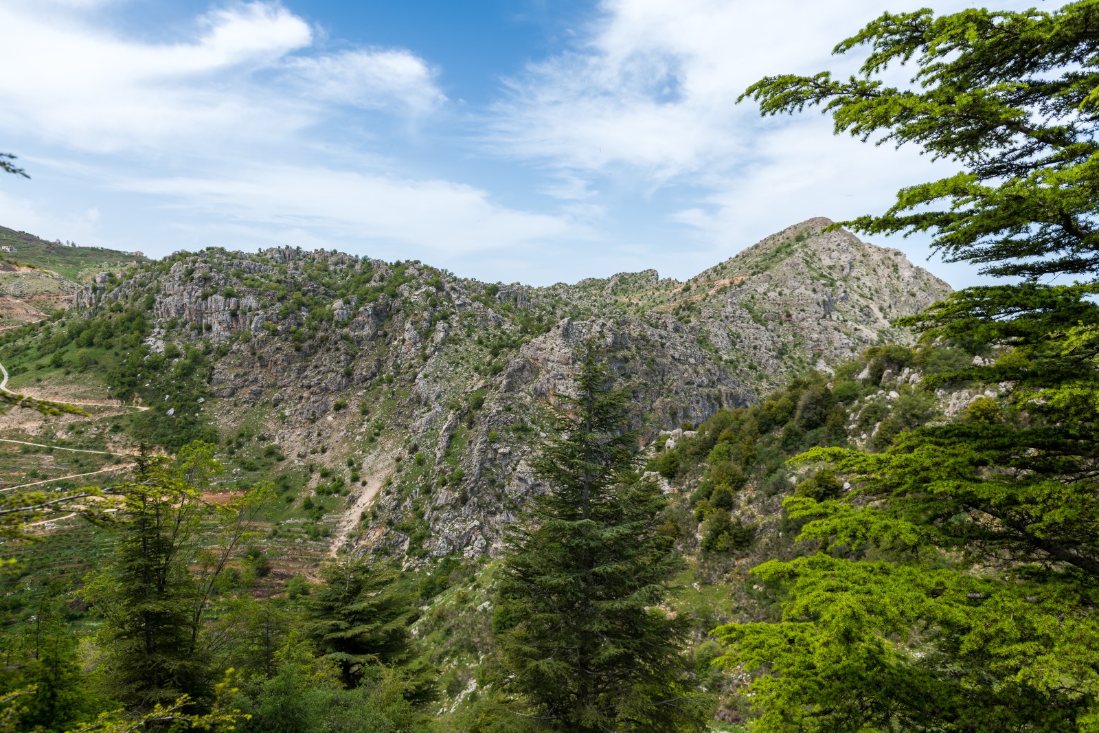 A Complete Guide to Tannourine Cedar Forest: Nature's Hidden Gem - Tips for Visiting