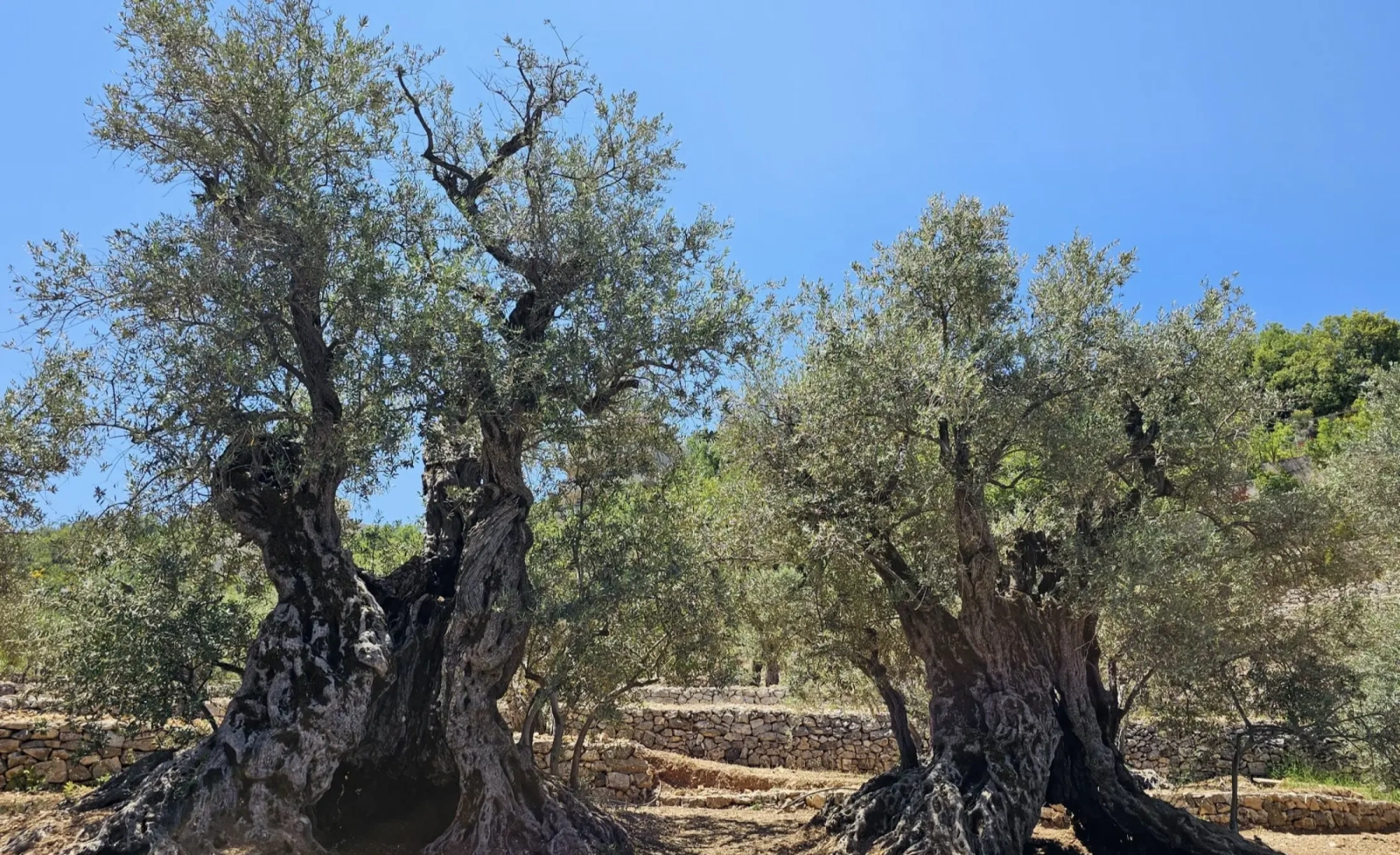 Bchaaleh LMT Side Trail: Noah’s Olives Trail, From Baloue Bataara to Bchaaleh village