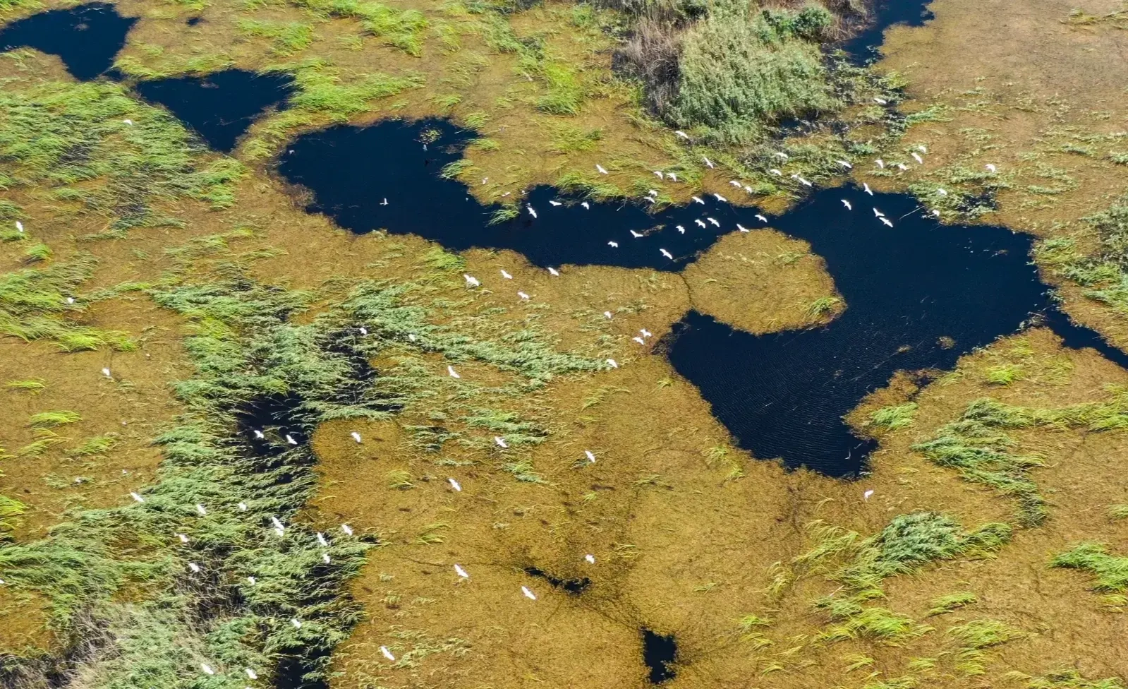 Aammiq Wetland