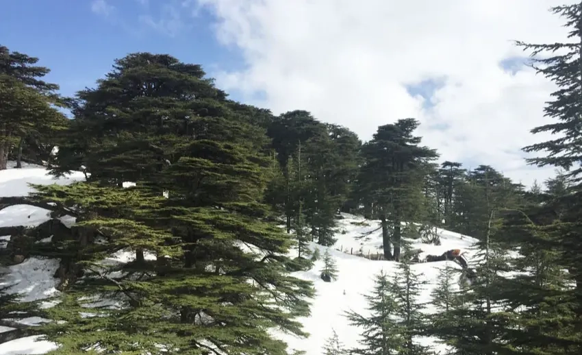 The ‘Cedars of God’ forest