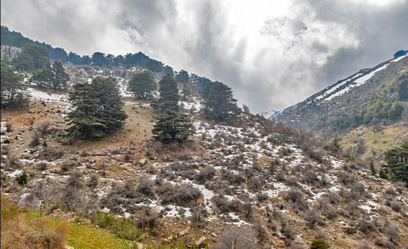 Donnieh Cedar Forest