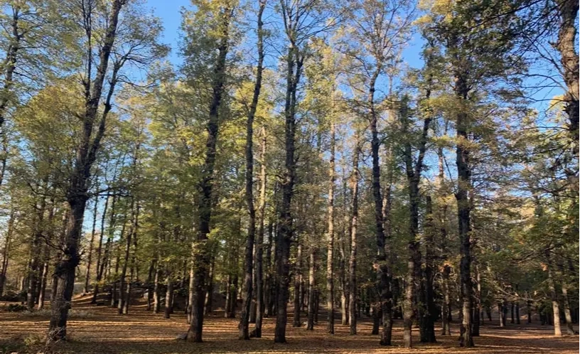 Iron Oak forest of Fnaidek
