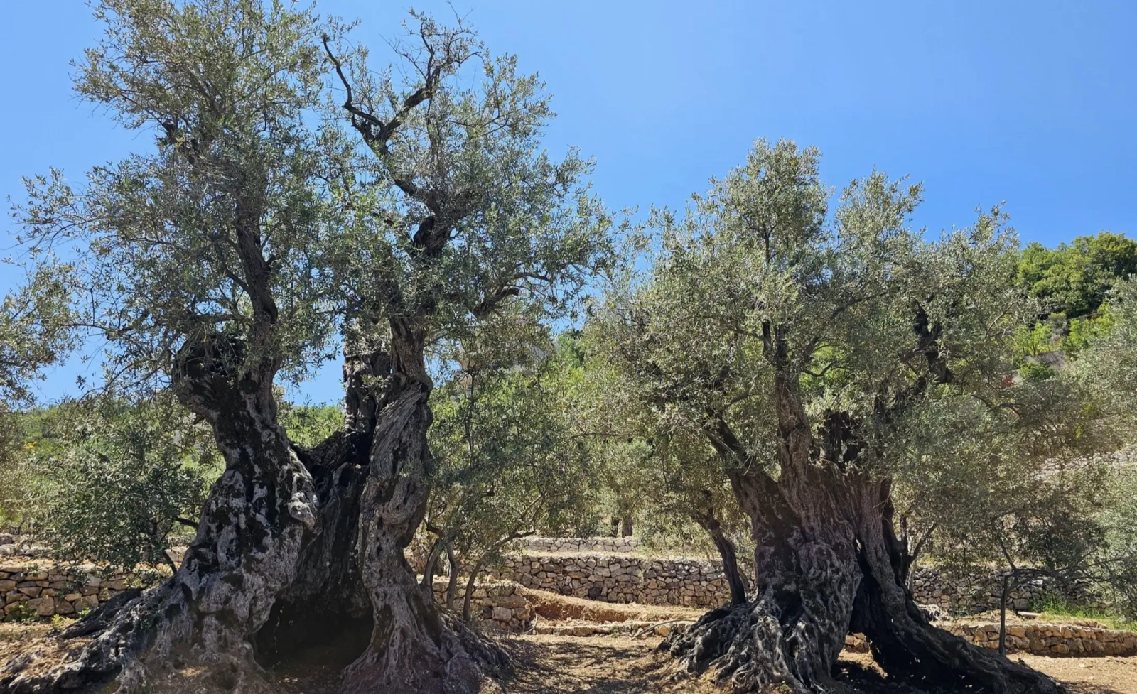 Millennial Olive Trees