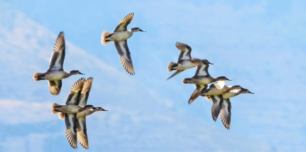 Observation des oiseaux à Hammana : Sur la piste de 117 espèces