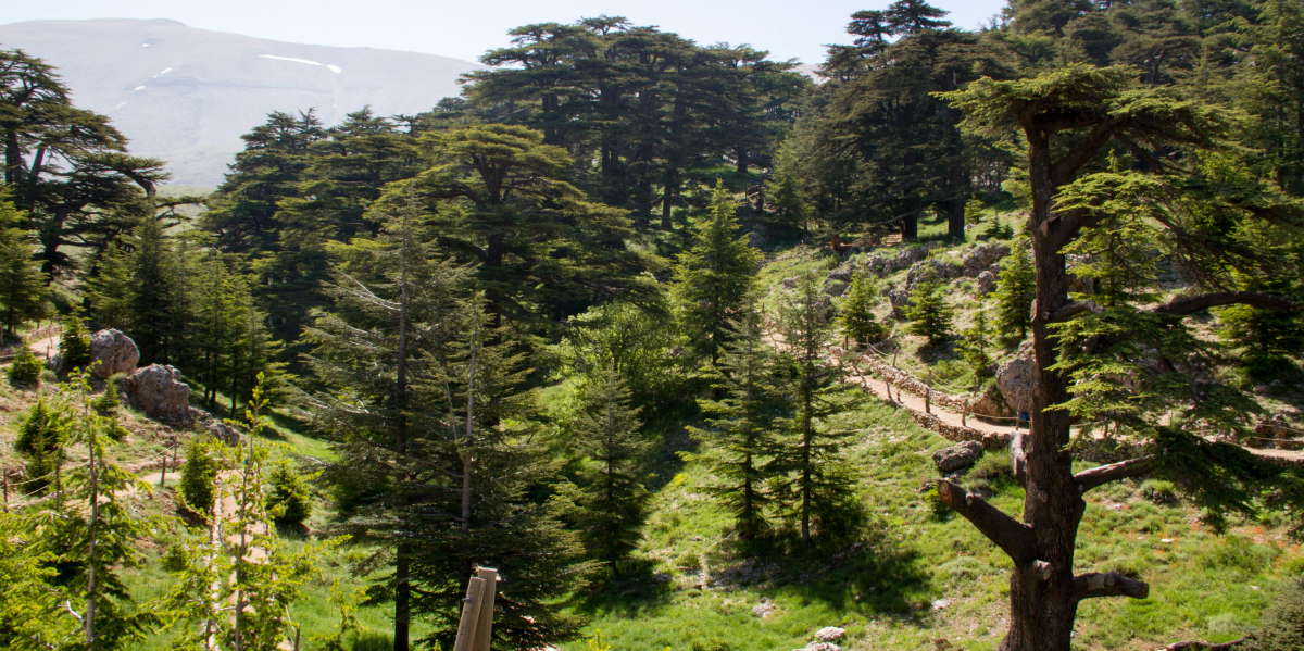 Discovering the Cedars and Hidden Gems