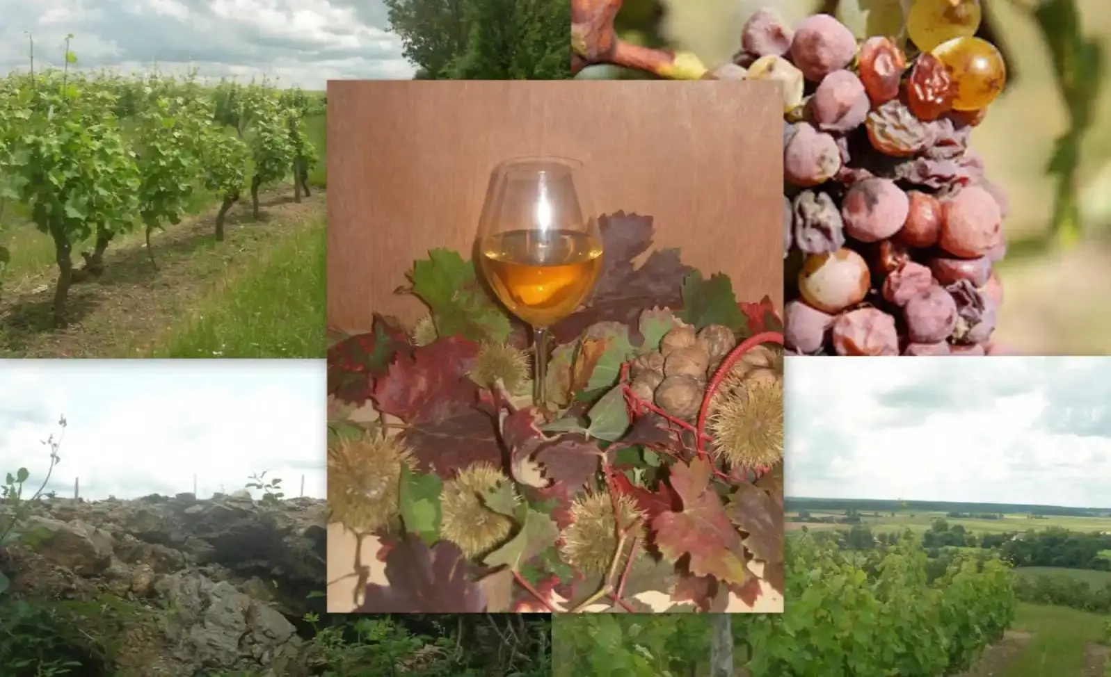 Balade commentée dans le vignoble “Le Trésor d'Anjou”
