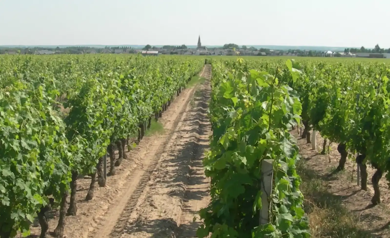 Balade commentée dans le vignoble “Les Terroirs de Saint Nicolas”