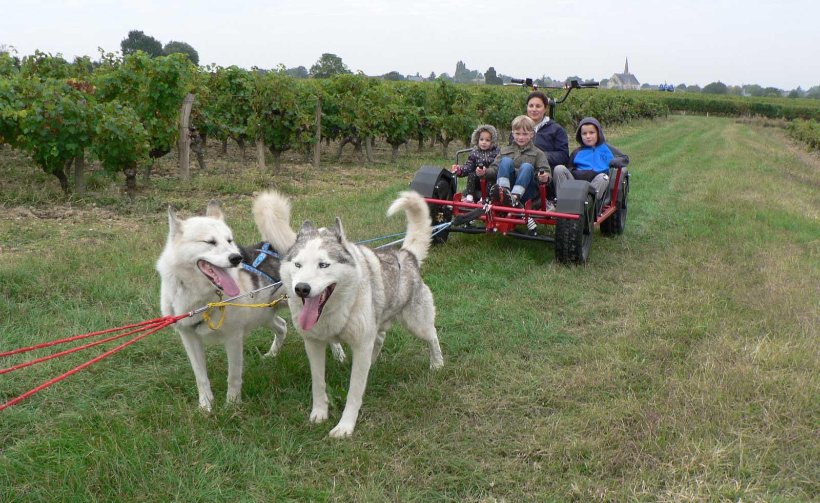 Doggy-Kart